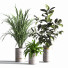 Pots de fleurs Ensemble de plantes d'intérieur 33 - nasrinrad