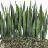 Flowerpot Outdoor Indoor Plant 008 Sansevieria Collection - Mrym.3dmodel