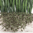 Flowerpot Outdoor Indoor Plant 008 Sansevieria Collection - Mrym.3dmodel