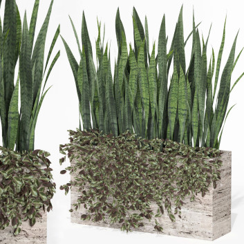 Flowerpot Outdoor Indoor Plant 008 Sansevieria Collection 3D model