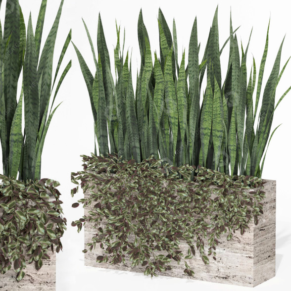 Flowerpot Outdoor Indoor Plant 008 Sansevieria Collection 3D model