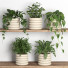 Flowerpots Plants on Shelf 06 - nr.asgari