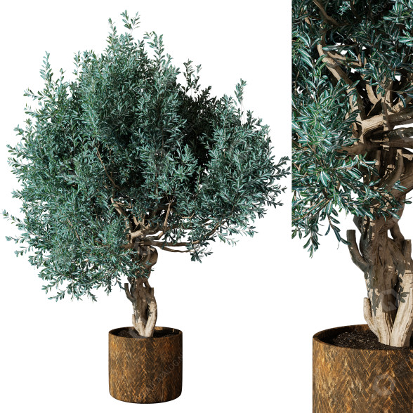 Blumentopf Pflanze im Freien 216 3D-Modell