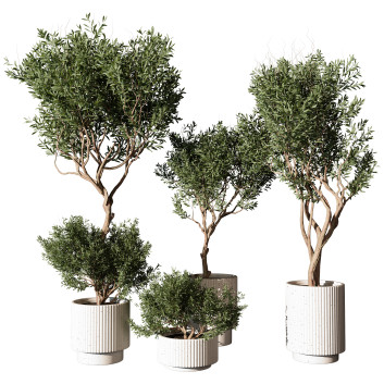 Pots de fleurs  Plante en extérieur 216 Modèle 3D
