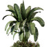 Maceta Plantas de interior 249 - uniquevry