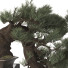 Вазон Бонсай 05 - SpinelCGI