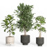 Flowerpots Indoor Plant Set 42 and Metal Pot - nr.asgari