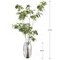 Ramo Ramas de Ficus - Shirbeigi