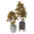 Pots de fleurs Plantes d'intérieur Collection 05 - SpinelCGI