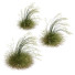 Grass Stipa Arundinacea Sweet Windy - Pandora-land