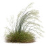 Grass Stipa Arundinacea Sweet Windy - Pandora-land