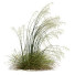 Grass Stipa Arundinacea Sweet Windy - Pandora-land