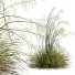 Grass Stipa Arundinacea Sweet Windy - Pandora-land