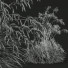 Grass Stipa Arundinacea Sweet Windy - Pandora-land