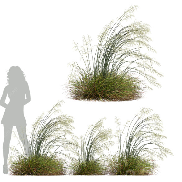 Grass Stipa Arundinacea Sweet Windy 3D model