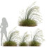 Grass Stipa Arundinacea Sweet Windy - Pandora-land