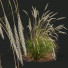 Grass HQ Plants Calamagrostis Acutiflora Karl Foerster - Pandora-land