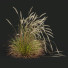 Grass HQ Plants Calamagrostis Acutiflora Karl Foerster - Pandora-land