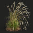 Grass HQ Plants Calamagrostis Acutiflora Karl Foerster - Pandora-land