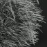 Grass HQ Plants Calamagrostis Acutiflora Karl Foerster - Pandora-land