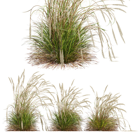 Grass HQ Plants Calamagrostis Acutiflora Karl Foerster 3D model