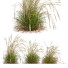 Grass HQ Plants Calamagrostis Acutiflora Karl Foerster - Pandora-land