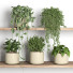 Flowerpots Plants on Shelf 08 - nr.asgari