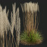 Trawa HQ Plants Calamagrostis Acutiflora Karl Foerster - Pandora-land