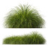 Hierba HQ Plantas Carex Elata Aurea - Pandora-land