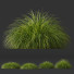 Hierba HQ Plantas Carex Elata Aurea - Pandora-land
