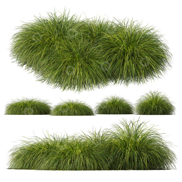 Hierba HQ Plantas Carex Elata Aurea Modelo 3D