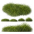 Hierba HQ Plantas Carex Elata Aurea - Pandora-land