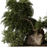 Árbol y arbustos Planta en exterior 226 - uniquevry
