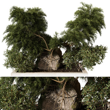 Árbol y arbustos Planta en exterior 226