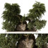 Árbol y arbustos Planta en exterior 226 - uniquevry