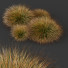 Gras Pflanzen carex testacea orange segge Präriefeuer version 4 - Pandora-land