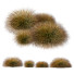 Gras Pflanzen carex testacea orange segge Präriefeuer version 4 - Pandora-land