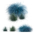 Gras HQ Pflanzen Helictotrichon Sempervirens Pendula Blaue Avoine - Pandora-land