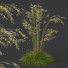 Hierba HQ Plantas Celtica Gigantea Stipa Avena Dorada - Pandora-land