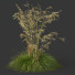 Hierba HQ Plantas Celtica Gigantea Stipa Avena Dorada - Pandora-land