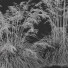 Hierba HQ Plantas Celtica Gigantea Stipa Avena Dorada - Pandora-land