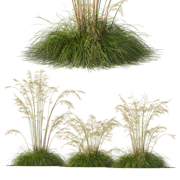 Hierba HQ Plantas Celtica Gigantea Stipa Avena Dorada Modelo 3D