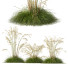 Hierba HQ Plantas Celtica Gigantea Stipa Avena Dorada - Pandora-land