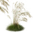 Gras HQ Pflanzen Celtica Gigantea Stipa Goldene Hafer Windig - Pandora-land