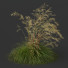 Gras HQ Pflanzen Celtica Gigantea Stipa Goldene Hafer Windig - Pandora-land