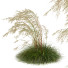 Gras HQ Pflanzen Celtica Gigantea Stipa Goldene Hafer Windig - Pandora-land