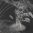 Gras HQ Pflanzen Celtica Gigantea Stipa Goldene Hafer Windig - Pandora-land
