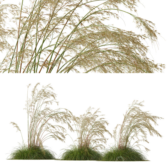 Gras HQ Pflanzen Celtica Gigantea Stipa Goldene Hafer Windig 3D-Modell