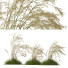Gras HQ Pflanzen Celtica Gigantea Stipa Goldene Hafer Windig - Pandora-land