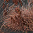 Gras HQ Pflanzen Helictotrichon Sempervirens Pendula Blaue Avoine Version 03 - Pandora-land